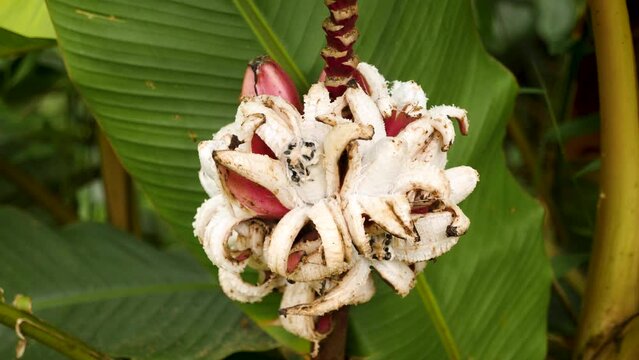 Overripe or rotten bananas. The Pink Velvet banana or Orito banana in San Agustin, Huila province, Colombia. 4K footage.