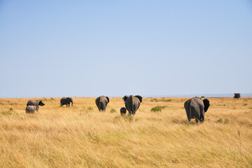Naklejka na ściany i meble herd of African elephants serenely roams vast, untamed plains of Savannah of Africa.