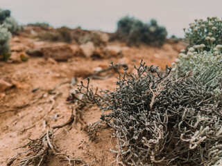 Plants in desert areas. Plants closeup Cape Bridgewater, Portland, Australia, VIC. The Petrified Forest ,Blowholes Road, Cape Bridgewater. Desert landscape