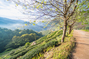Landscape of tea farm 2000 at Doi Ang-Khang , Chaing Mai, Thailand