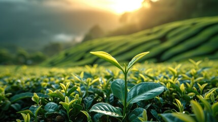 A sprout with green tea leaves rises higher than other tea bushes at the valley in the morning light. Generative AI. - obrazy, fototapety, plakaty