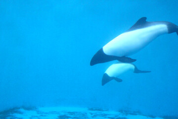 イロワケイルカ