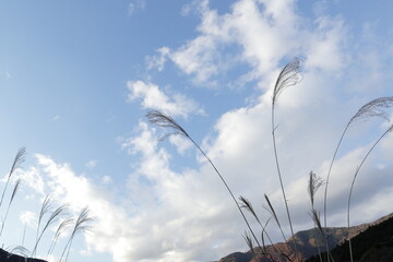 ススキと空