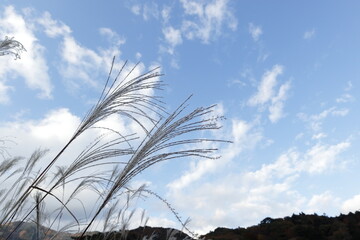 ススキと空