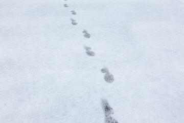 雪の上に残された足跡