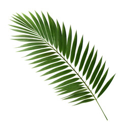 Green leaves of nipa palm or mangrove palm on transparency background PNG
