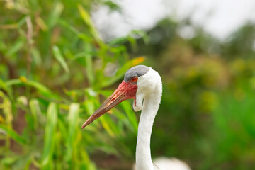 The wattled crane (Grus carunculata), species of crane of eastern and southern Africa