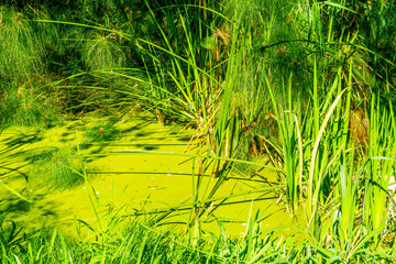 Green swamp grass in summer swampland close up