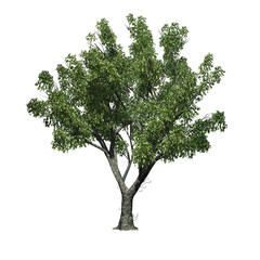 Red Oak tree on transparent background - 3D Illustration