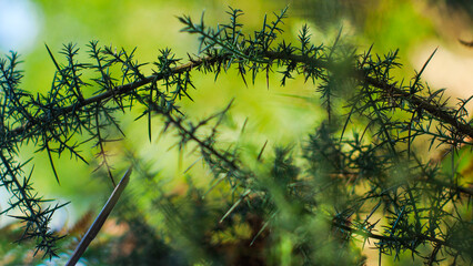 Forêt des Landes de Gascogne, avec une vue rapprochée de diverses plantes la composant
