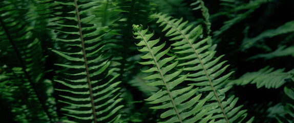 fern leaves; 2.39:1