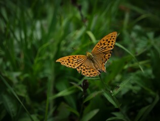 Fototapeta premium a butterfly in the grass next to the plant and tree