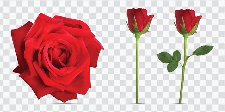 red, rose, Valentine’s Day, collage, blooming, Red rose | Realistic | love | Fresh, full, single beautiful, 3d | flower, vector | advertisement, isolated on white background. png, 
