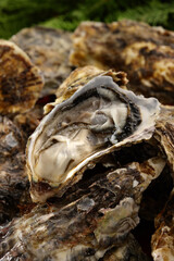 牡蠣  殻付き