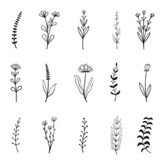 plant hand drawn vector set	 - obrazy, fototapety, plakaty