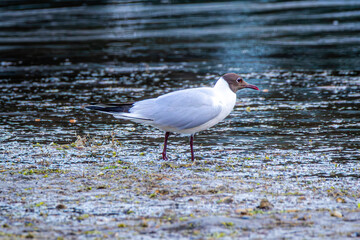 mouette