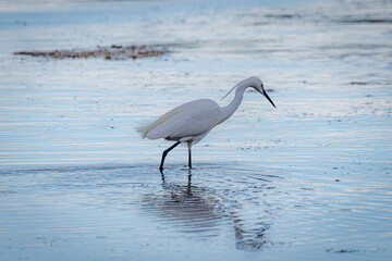 aigrette