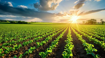 Foto op Canvas farmland sunrise crops greenery rows © mr_marcom