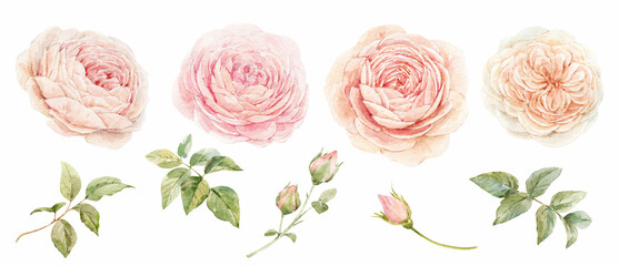 Beautiful floral set with watercolor hand drawn rose flowers. Nature illustration. Stock clip art.