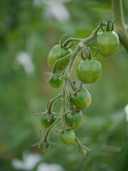 未熟なミニトマト