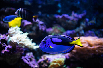 Fototapeta na wymiar Paracanthurus hepatus. Acanthuridae. Blue surgeonfish. Blue fish. Dory fish. Fish in coral reef