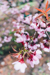 pink flowers in the garden cherry blossom bee