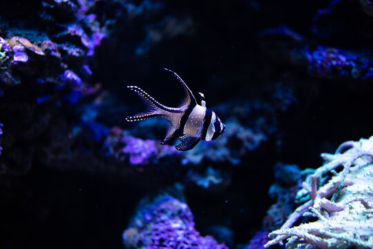 Pterapogon kauderni. Apogon de Kaudern. Cardinalfish. Apogonidae. Fish in the aquarium. Zebra Apogon. Fish in coral reef. Striped fish