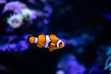 Naklejka na ściany i meble Clown fish. Amphiprion ocellaris. Amphiprioninae. Fish in reef. Clownfish. Ocellaris clownfish. Nemo fish
