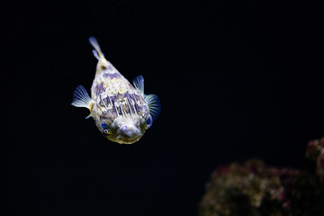 Diodon nicthemerus. Globefish. Slender-spined porcupine fish. Common in Port Phillip Bay.Fish in...