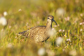 A large wader Common whimbrel, Numenius phaeopus wandering aroung on a summery wetland in Riisitunturi National Park, Northern Finland