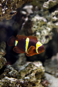 Maroon Clownfish. Premnas biaculeatus. Gold Stripe Maroon Clownfish. Lightning fish. Striped fish