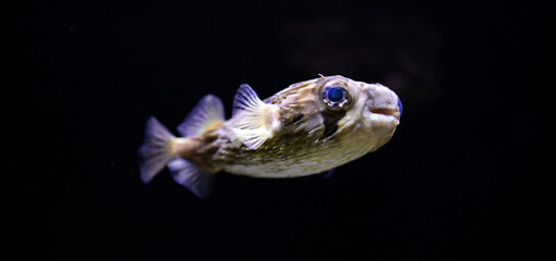 Diodon nicthemerus. Globefish. Slender-spined porcupine fish. Common in Port Phillip Bay. Fish in...