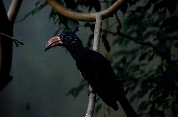 カンムリコサイチョウ