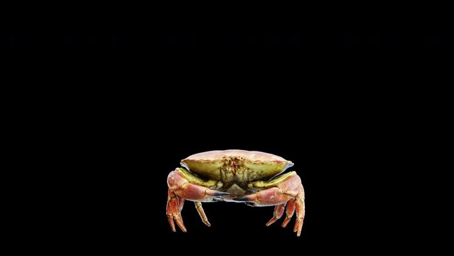 a crab isolated on an alpha channel. 3d animation of a crab. a 3d crab isolated