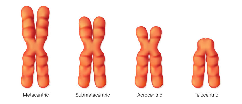Structure of chromosome types vector. Metacentric, Submetacentric, Acrocentric, Telocentric. Classification of chromosomes to the position of centromere.