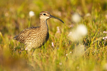 A large wader Common whimbrel, Numenius phaeopus wandering aroung on a summery wetland in Riisitunturi National Park, Northern Finland