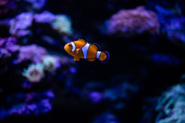 Clown fish. Amphiprion ocellaris. Amphiprioninae. Fish in reef. Clownfish. Ocellaris clownfish....