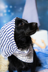 Mały czarny pies w studio, w łódce, niebieskie tło.  - obrazy, fototapety, plakaty