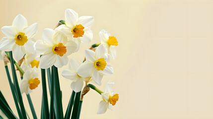 Beautiful daffodil flowers on a light isolated background