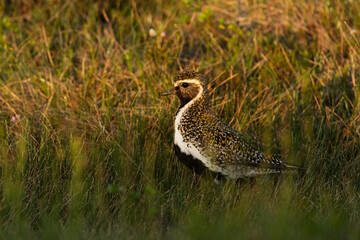 European golden plover standing in a summery bog during golden hour in Riisitunturi National Park, Northern Finland	