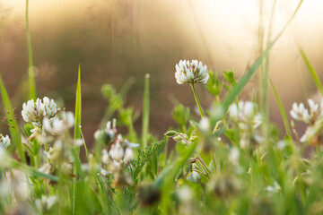 Closeup of White clover flowering in the middle of lawn grass in an Estonian garden, Northern Europe
