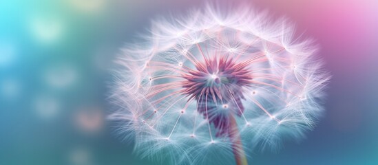 dandelion flower background macro close-up blue and purple blur,concept of summer, spring