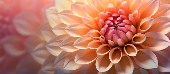 Obraz premium white coral dahlia macro background