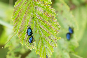 Adult Alder leaf beetles on some leaves on a late summer day in a woodland in Estonia, Northern Europe