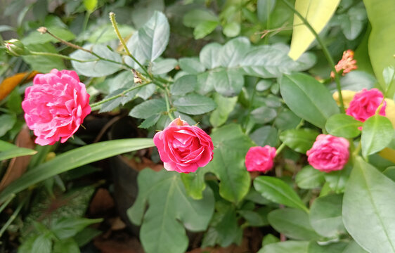 An exotic pink rose