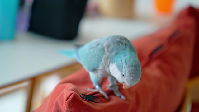 Monk Parakeet parrot playing freely and relaxing.Quaker Parrot living outside the cage. Raised parrots set free in the house.VDO with slow motion