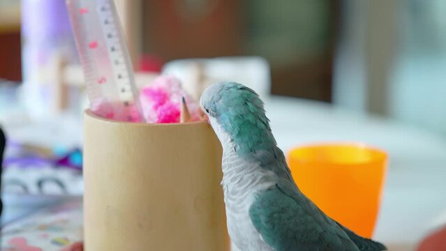 Monk Parakeet parrot playing freely and relaxing.Quaker Parrot living outside the cage. Raised parrots set free in the house.VDO with slow motion