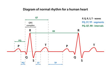 Diagram of the phases of normal rhythm for a human heart with main parts labeled. Heart cardiogram. Vector illustration in flat style