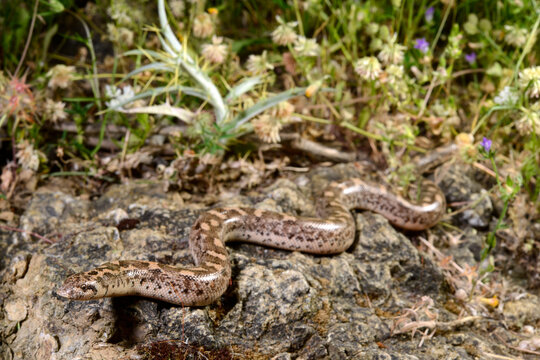 Javelin sand boa // Westliche Sandboa (Eryx jaculus turcicus) - Dalyan, Turkey