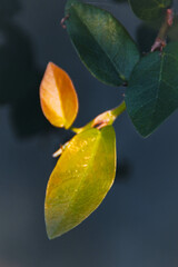 Peaceful lake surrounded by lush green trees under a clear blue sky